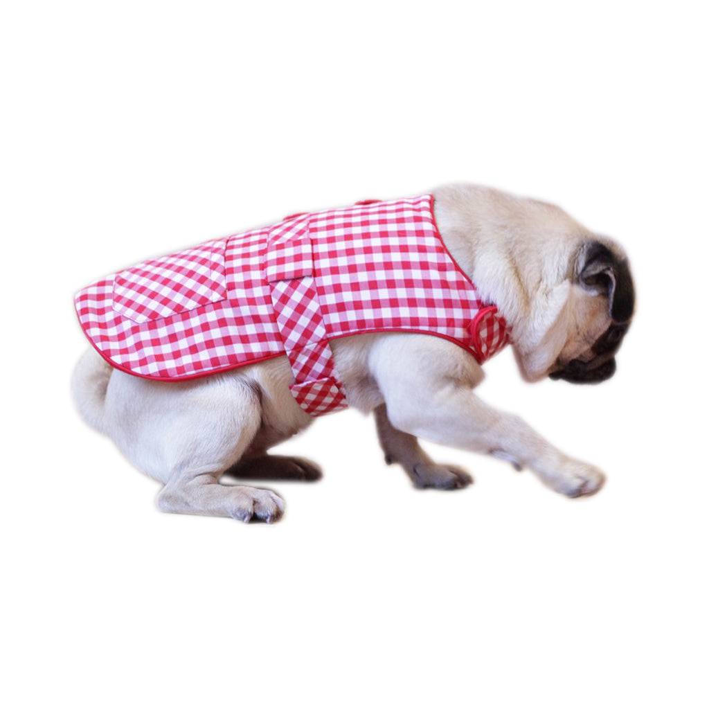 Biscuit by Doggy Doo Little-1