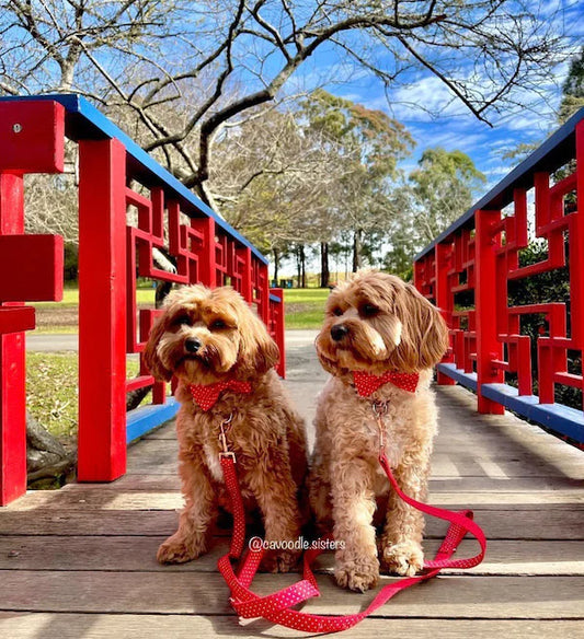 Ruby Dog Collar, Dog Collar & Dog Bowtie (Set) – by The Paw Co.-0