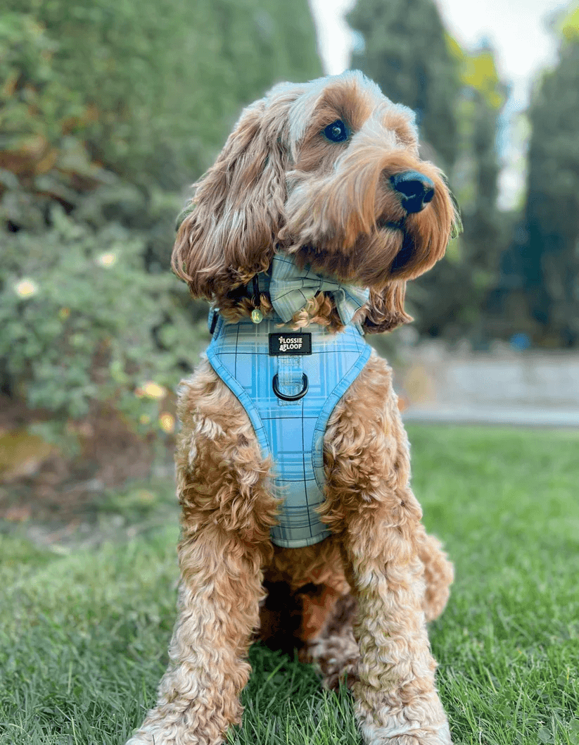 Oxford "Oasis" Dog Bow Tie – by Flossie & Floof-1