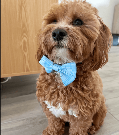 Oxford "Oasis" Dog Bow Tie – by Flossie & Floof-3
