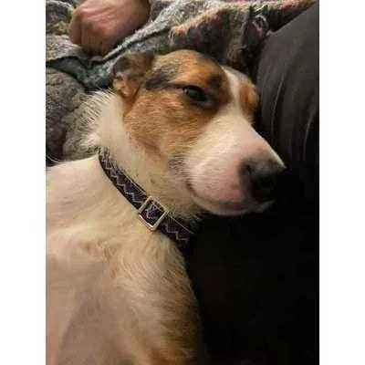 Finnigan's Regal Collection Dog Collar Set-1